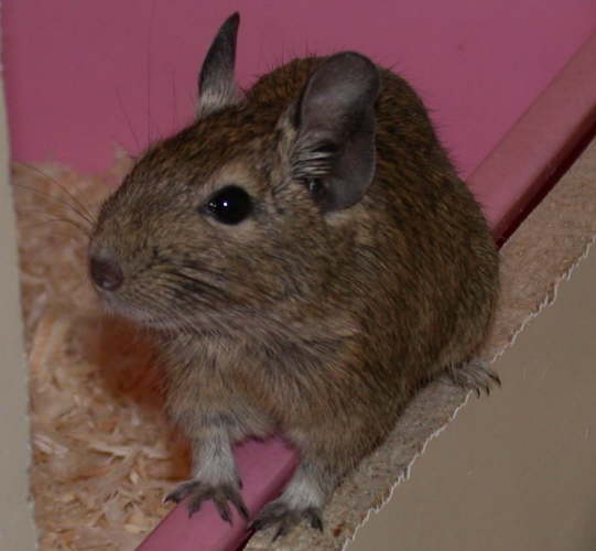 Das ist ein Degu !!